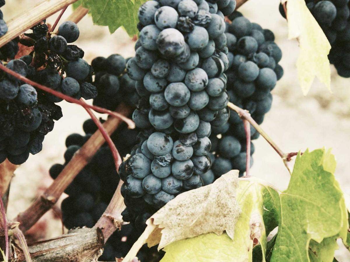 Grappes de raisin noir sur la vigne, feuilles au premier plan
