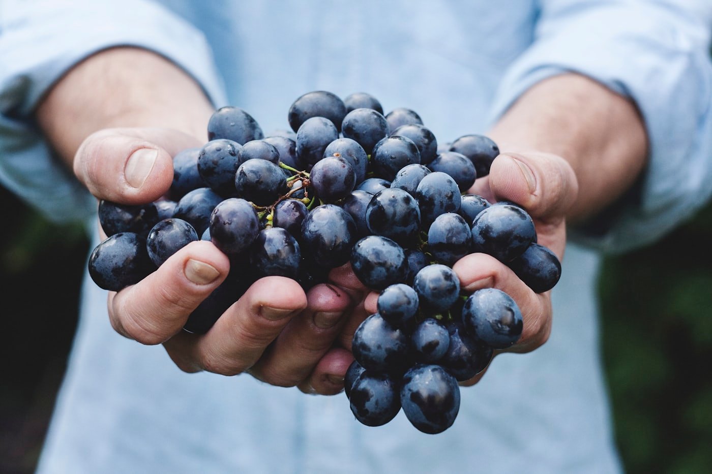 Grappes tenues à pleines mains pendant les vendanges
