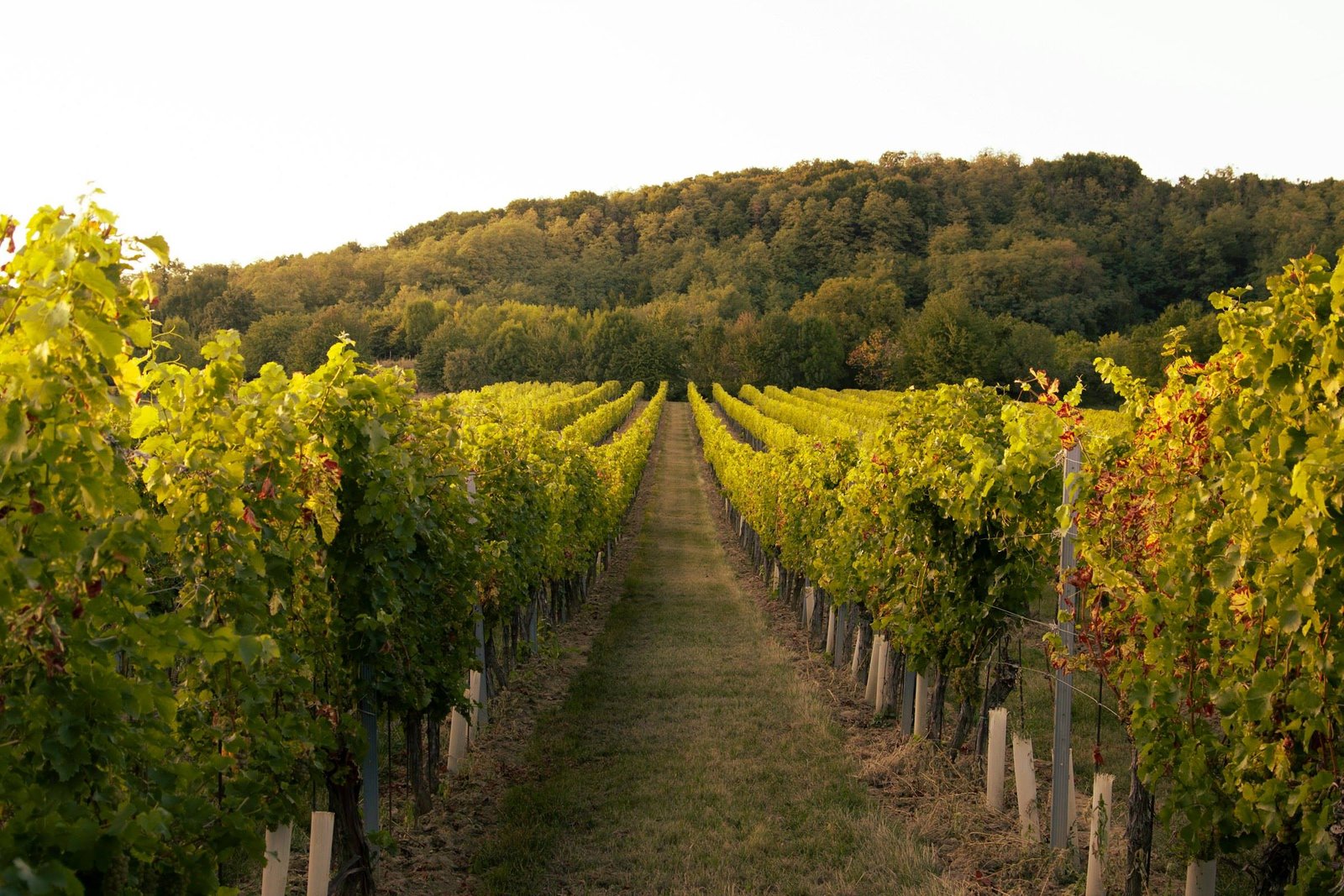 Rangées de vignes du domaine descendant vers le vallon, à la lumière de fin d'après-midi