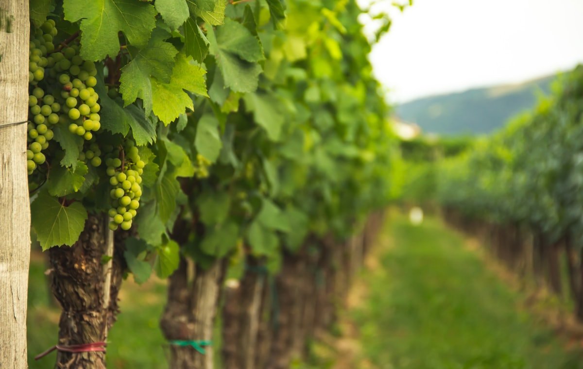 Feuillage de vigne et grappes vertes en fin de véraison