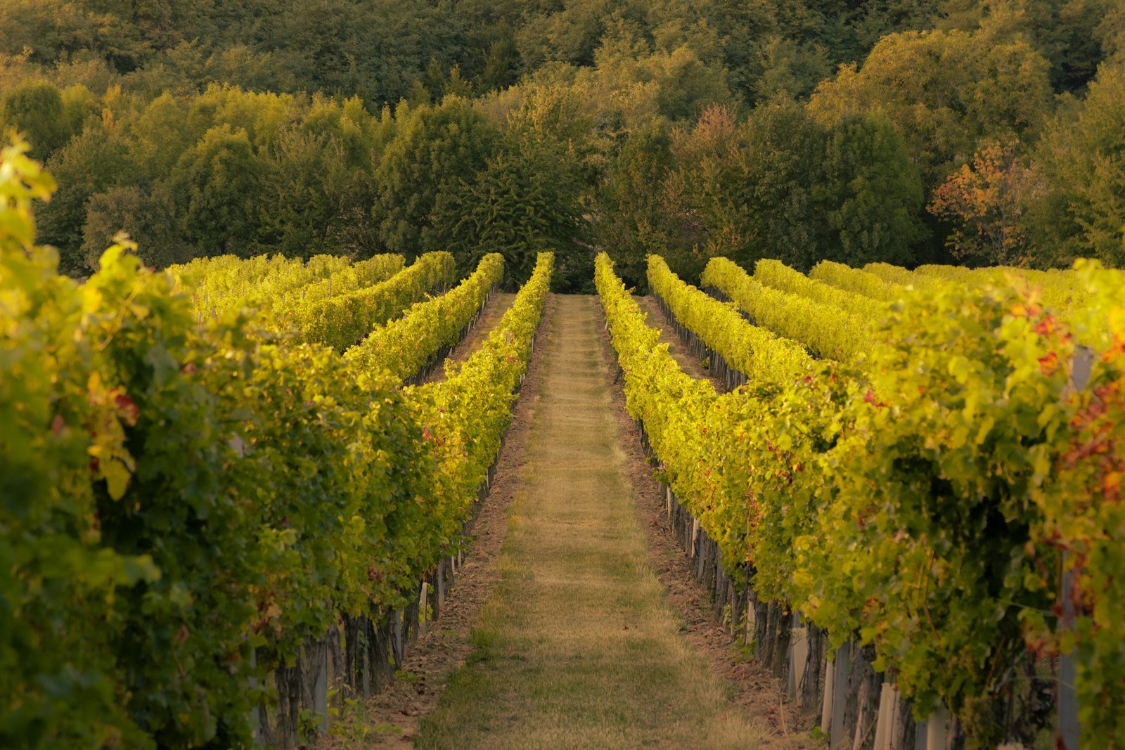 Rangs de vignes du domaine à l'automne, feuillage doré
